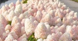Гортензия – королева сада: выбираем лучшие саженцы в Agro-Market